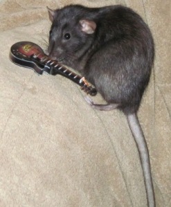 In this story the dumbo rat Jelly Bean tries to play the guitar