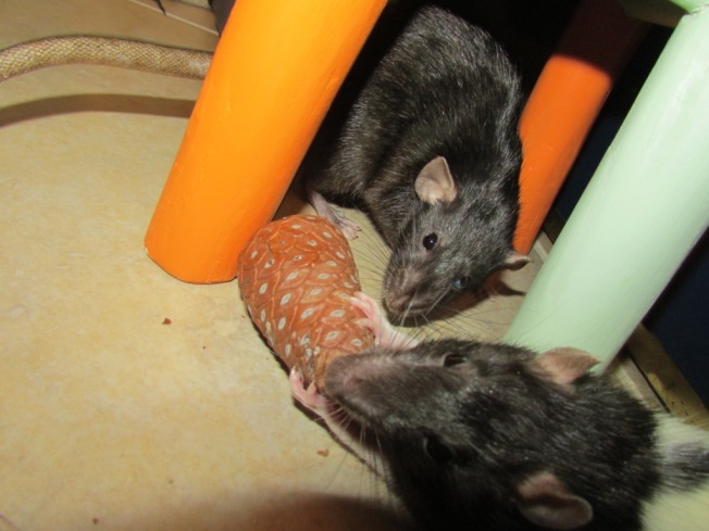 Rat and Pine Cone
