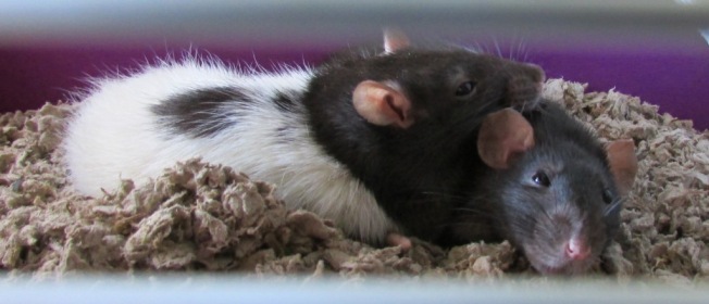 Rat Cuddles