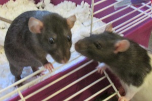 Rat Friends