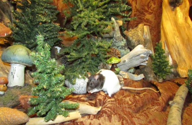 Rat in Forest