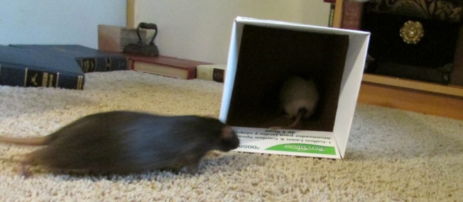 Rats take magic tunnel
